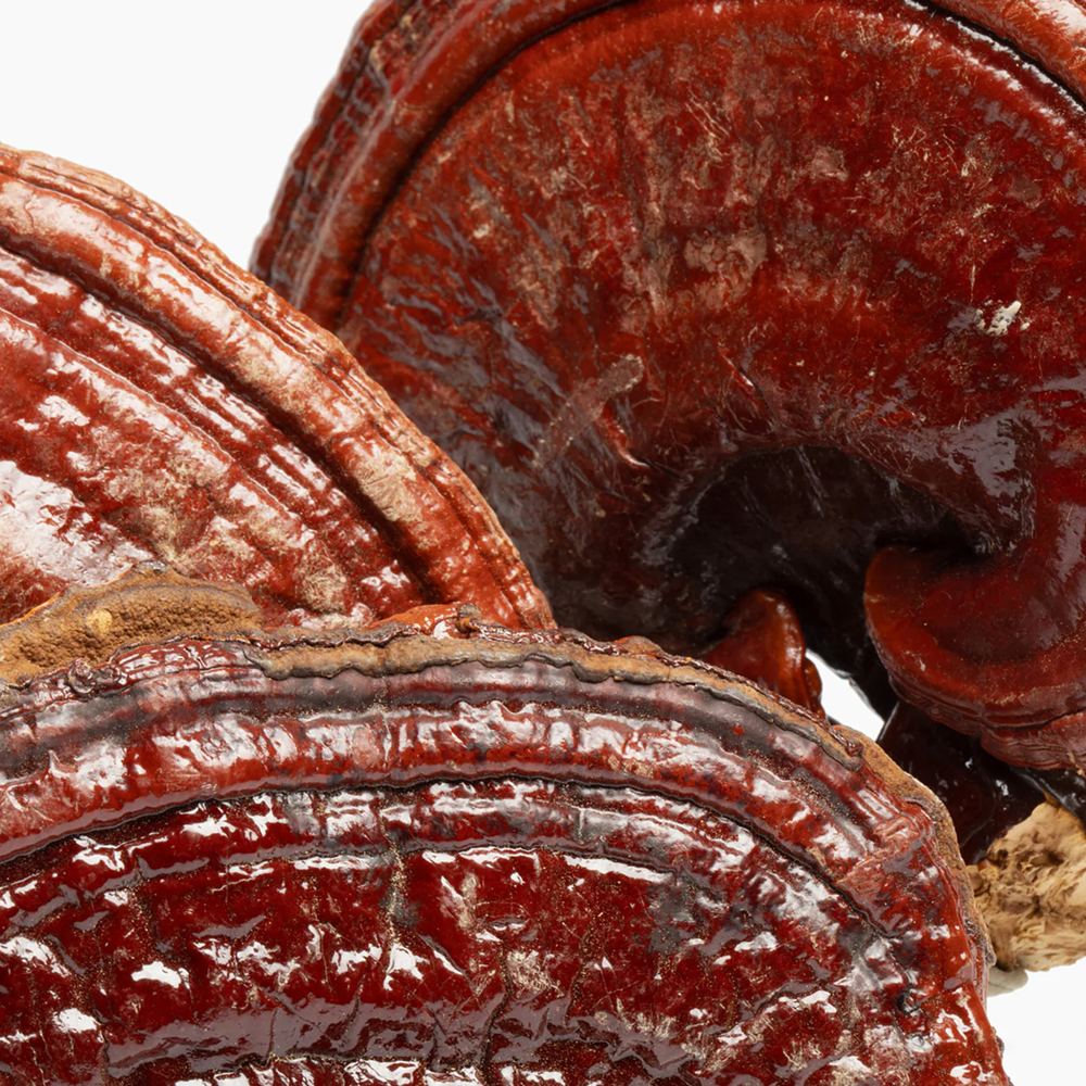 web-d-Charlotte_sWeb_r1_01B_0695_2_2048x2048 1000.png